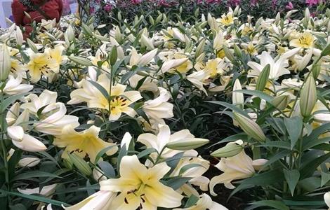 百合不开花是什么原因（盆栽百合花开完之后怎么办）