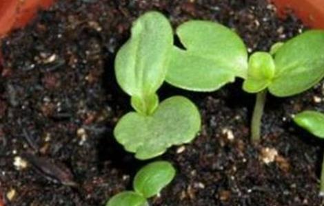 百日草徒长怎么办 百日草生长