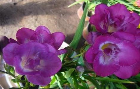 香雪兰的养殖方法和注意事项 水培香雪兰的养殖方法和注意事项