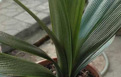 君子兰不开花是什么原因（君子兰怎么养才能开花）