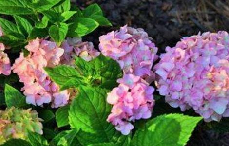 绣球花只长叶不开花原因（绣球花叶大不开花）