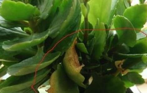 长寿花叶子变软怎么回事 长寿花叶子变软怎么回事儿