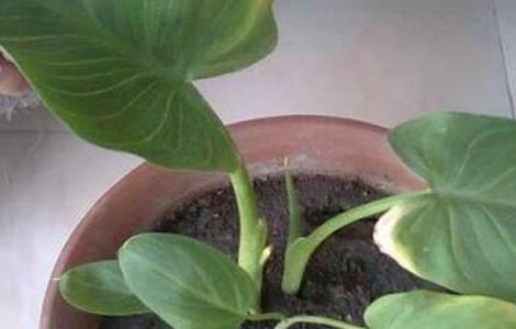 马蹄莲叶子发黄是什么原因 马蹄莲叶子发黄发软怎么办