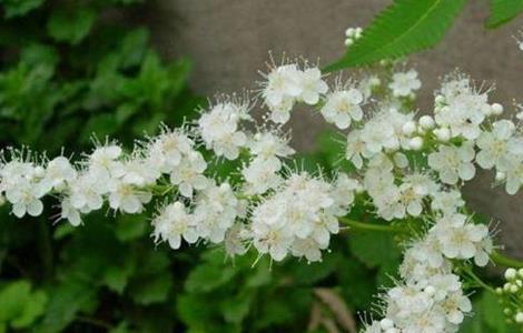 珍珠梅怎么不开花 珍珠梅怎么不开花结果