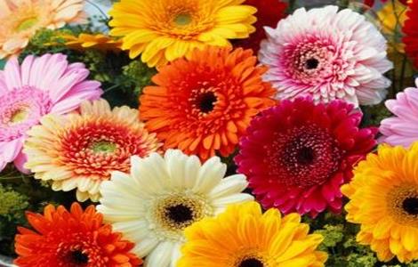 非洲菊的种植方法和注意事项 非洲菊的种植方法和注意事项视频