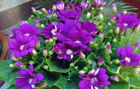 瓜叶菊的养殖方法和注意事项（冬季里最耐寒的15种花卉）