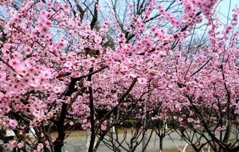 美人梅的养殖方法和注意事项 美人梅移栽注意事项