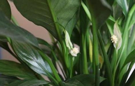 白鹤芋为什么不开花 白鹤芋为什么不开花结果