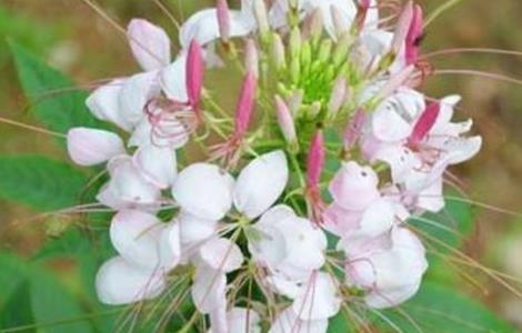 醉蝶花的养殖方法和注意事项 醉蝶花的养殖方法和注意事项视频