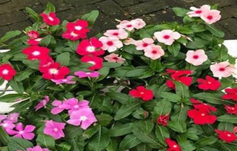 紫荆花的养殖方法和注意事项 紫荆花的养殖方法和注意事项图片