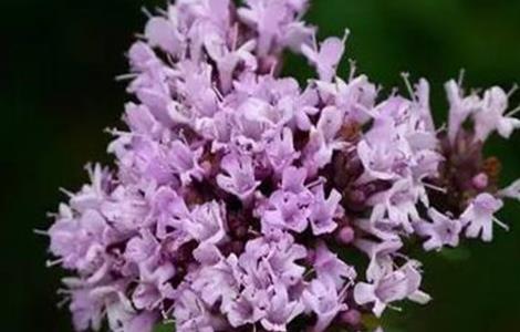 百里香的养殖方法和注意事项 百里香的养殖方法和注意事项有哪些