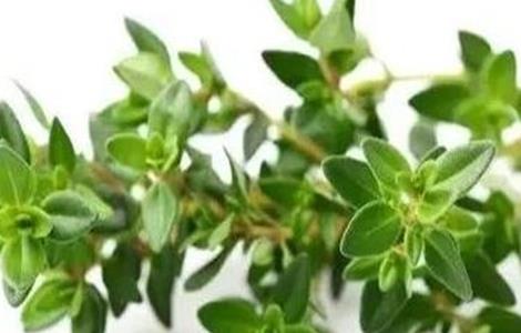百里香叶片发黄原因及解决方法 百里香叶片发黄原因及解决方法图片