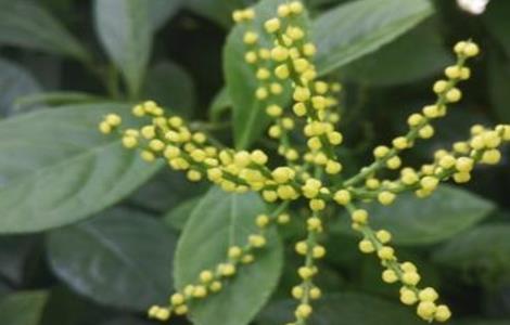 金粟兰的养殖方法 金粟兰的养殖方法和注意事项