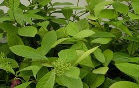 金粟兰的繁殖方法（金粟兰的繁殖方法有哪些）