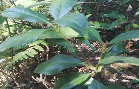 金粟兰 繁殖方法