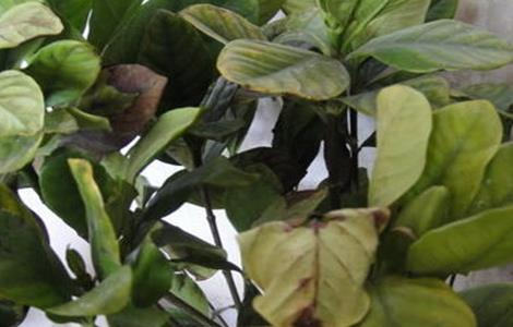 栀子花叶尖干枯褐色怎么回事(栀子花叶片褐色干枯)