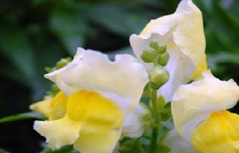 金鱼草叶子发黄怎么办(金鱼草叶子发黄怎么办用什么药)