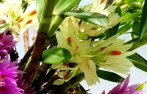 文心兰叶子发黄怎么回事（文心兰叶片发黄怎么回事）