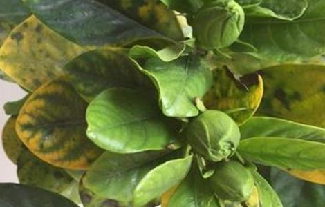 冬天栀子花叶子发黄是什么原因 冬季栀子花黄叶是什么原因