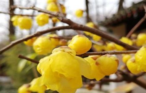 腊梅黄叶是什么原因 腊梅出现黄叶