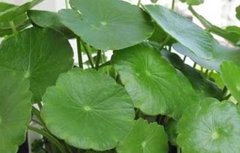 铜钱草冬天叶子黄了怎么办 铜钱草夏季叶子发黄怎么办