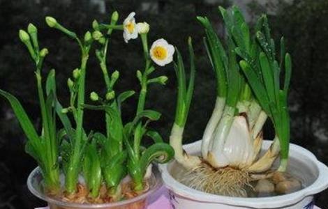 水仙花烂根怎么处理 水仙花烂根怎么处理视频