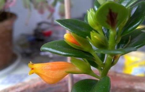 金鱼吊兰冬季掉叶怎么办 金鱼吊兰落叶子怎么办