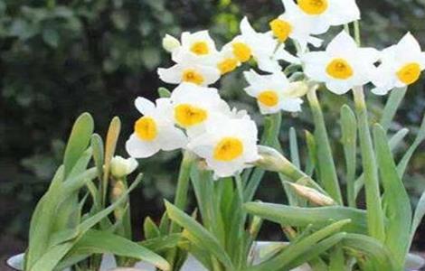 水仙花叶子发黄怎么处理（水仙花叶子发黄怎么处理好）