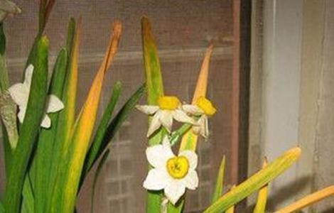 水仙花 叶子发黄 怎么处理