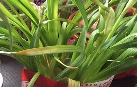 水仙花 叶子发黄 怎么处理