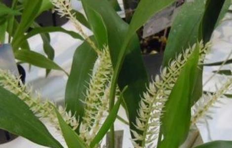 瓜叶菊叶子蔫了怎么办(瓜叶菊叶子蔫了怎么办呢)