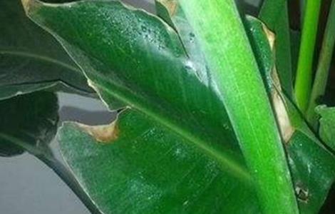 鹤望兰叶子开裂怎么回事 鹤望兰叶子裂开了怎么办