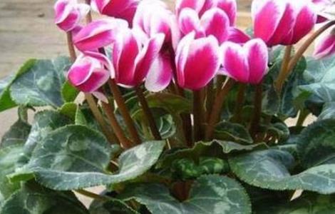 仙客来黄叶是什么原因 仙客来黄叶子怎么救治