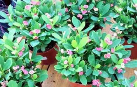 虎刺梅掉叶子怎么回事 虎刺梅掉叶子是什么原因