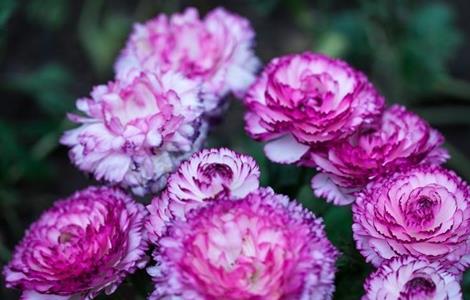 陆莲花的养殖方法和注意事项 陆莲花怎么养