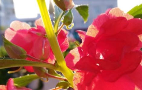 凤仙花叶子卷边干枯该怎么办（凤仙花叶子卷边干枯掉叶子）