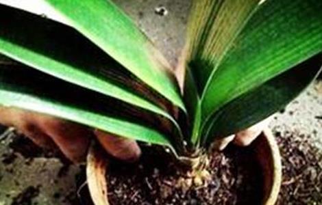 君子兰春季怎么施肥（君子兰春季施肥用什么肥料）