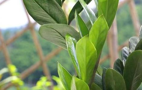 金钱树春季该怎么养护（春季金钱树的养殖方法和注意事项）