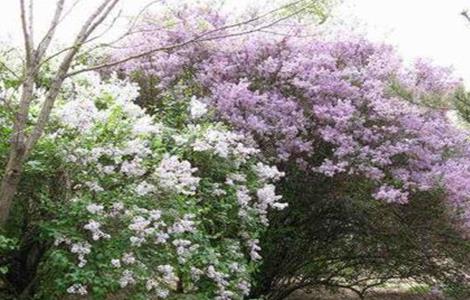 丁香不开花的原因和解决办法 丁香花不开花原因