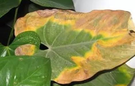 红掌的叶子变焦是什么原因（为什么红掌叶子会变焦）