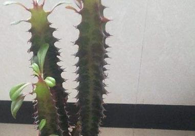 怎样区分龙骨和三棱箭，是一样吗 三棱箭和龙骨的图片