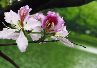 紫荆花会结果吗，紫荆花的介绍 紫荆会开花吗