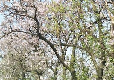 泡桐树苗多少钱一颗，树苗的培育（泡桐树苗哪里有卖的）