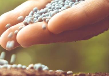 栀子花施肥方法，用什么肥好（栀子花可以施什么肥）