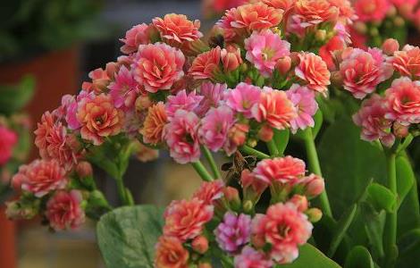 长寿花发黑,这样做,让它重新恢复生机