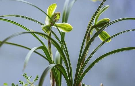 瓜子皮、花生壳……这些垃圾不要扔，用来养花效果棒极了