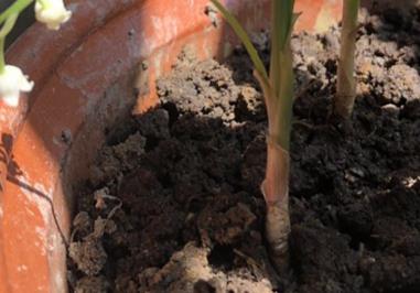 铃兰可以室内养吗，有什么注意事项（铃兰可以室内养吗,有什么注意事项吗）