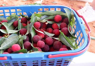 杨梅酒怎么做,饮用的好处 怎样泡杨梅酒好喝杨梅酒的作用