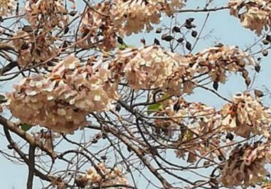 泡桐的药用功效与作用,泡桐的图片(泡桐叶的功效与作用 药用价值)