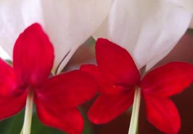 龙吐珠的花语和寓意，送人有什么禁忌